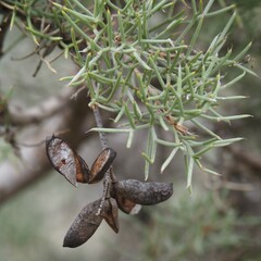 Hakea ednieana