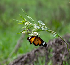 Danaus petilia
