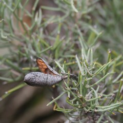 Hakea ednieana