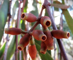 Amyema pendula pendula