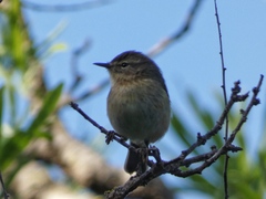 Phylloscopus canariensis