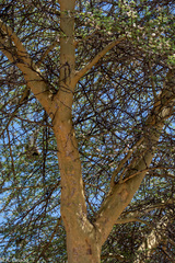 Vachellia xanthophloea