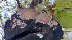 Corticium roseum