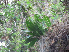 Polystachya concreta