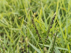 Paspalum distichum