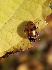 Hippodamia variegata