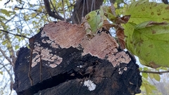 Corticium roseum
