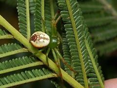 Australomisidia pilula