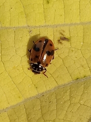 Hippodamia variegata