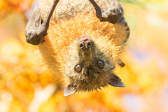 Pteropus poliocephalus