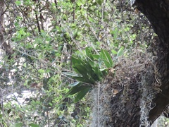 Polystachya concreta