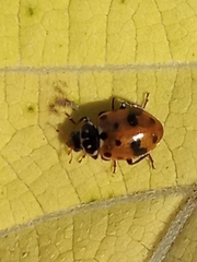 Hippodamia variegata