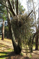 Amyema pendula pendula