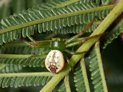 Australomisidia pilula
