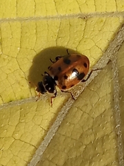 Hippodamia variegata