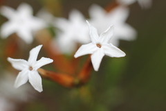 Lysinema ciliatum