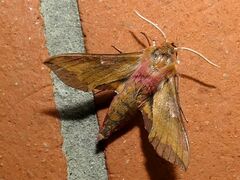 Deilephila porcellus