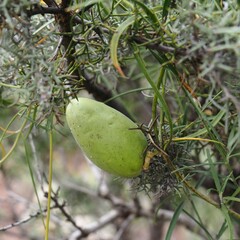 Leichhardtia australis
