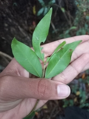 Syzygium floribundum