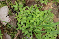 Pittosporum undulatum