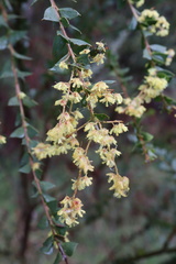 Acacia pravissima