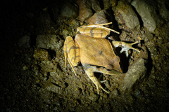 Platyplectrum fletcheri