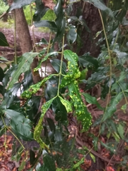 Syzygium floribundum