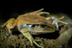 Platyplectrum fletcheri