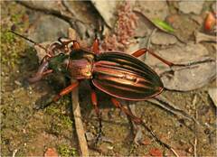 Carabus auratus