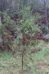 Acacia pravissima