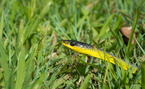 Common Tree Snake sighting