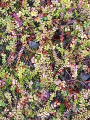 Lysimachia nummularia