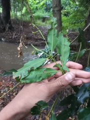 Syzygium floribundum