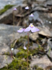 Utricularia grampiana