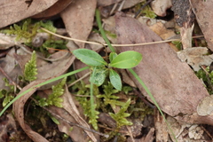 Pittosporum undulatum