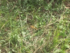 Sympetrum meridionale