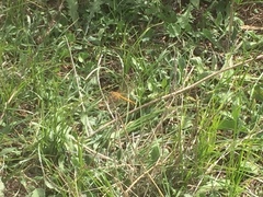 Sympetrum meridionale