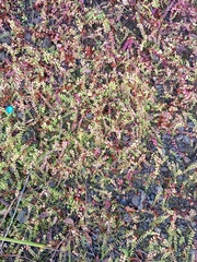 Lysimachia nummularia