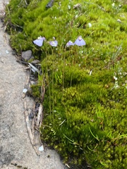 Utricularia grampiana