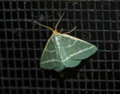 Mixocera latilineata