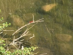 Sympetrum meridionale