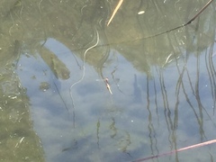 Sympetrum meridionale