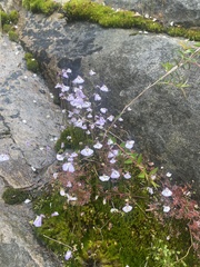 Utricularia grampiana
