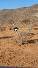 Struthio molybdophanes