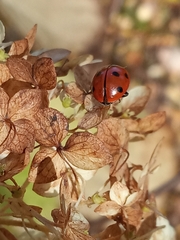 Coccinella septempunctata