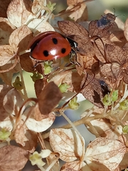 Coccinella septempunctata