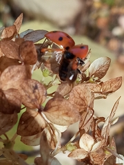 Coccinella septempunctata
