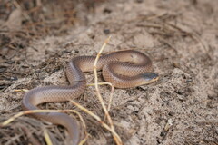 Suta nigriceps