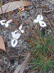 Stylidium spinulosum