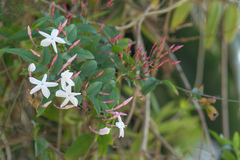 Jasminum polyanthum